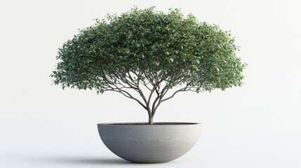 Tall Ficus Tree with Dense Foliage on White Background