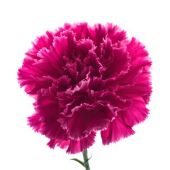 One magenta carnation(A single hot pink carnation)