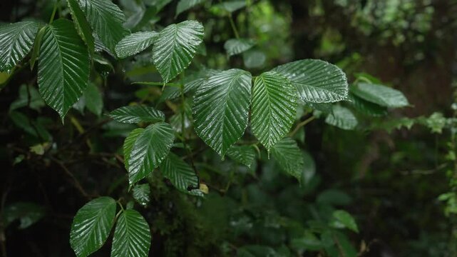 Hojas verdes brillantes cubiertas de gotas de lluvia en un bosque tropical h&uacute;medo, captadas en c&aacute;mara lenta