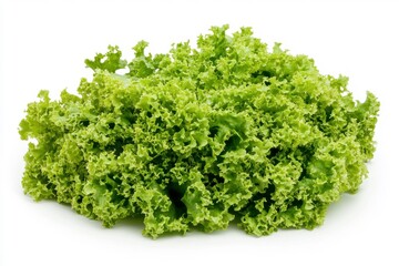 Obraz premium Fresh green curly lettuce on a white background.