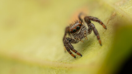 Macro Shoot of Beautiful Jumping Spider on deep Jungle.