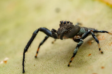 Macro Shoot of Beautiful Jumping Spider on deep Jungle.