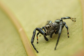 Macro Shoot of Beautiful Jumping Spider on deep Jungle.