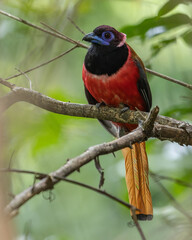 Nature wildlife image of Diard's trogon bird perching on tree branch.