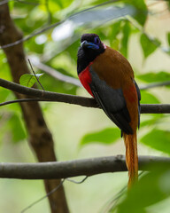 Nature wildlife image of Diard's trogon bird perching on tree branch.
