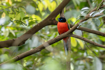 Nature wildlife image of Scarlet-rumped trogon (Harpactes duvaucelii) perching on tree branches