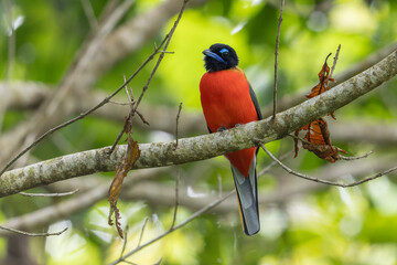 Nature wildlife image of Scarlet-rumped trogon (Harpactes duvaucelii) perching on tree branches