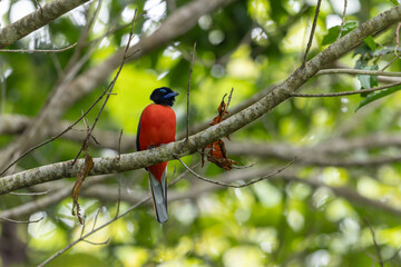 Nature wildlife image of Scarlet-rumped trogon (Harpactes duvaucelii) perching on tree branches
