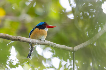 Nature wildlife image of Male Banded kingfisher (Lacedo pulchella) perching on tree branch