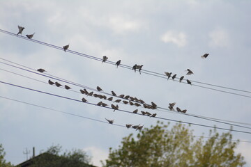 Sparrow. Sparrows on an electric wire. Wild birds wall art, print set. Nice birds