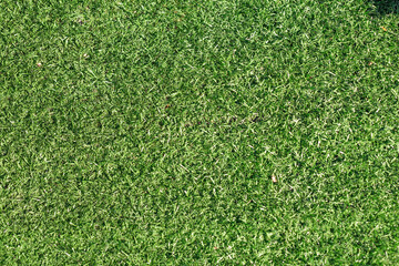Fototapeta premium Green grass nature spring texture.