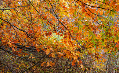 Colorful Pin oak tree in autumn time.