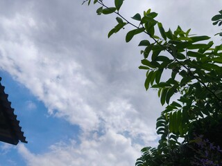 leaves against blue sky