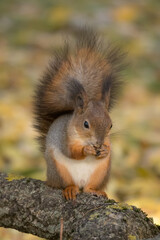 squirrel on a tree eats a nut