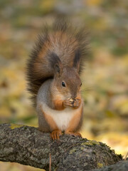squirrel on a tree eats a nut in autumn