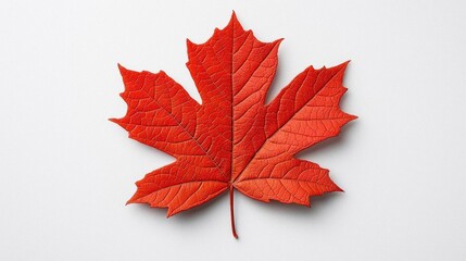 A photostock of an autumn maple leaf on a white background, vibrant and isolated.