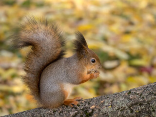 squirrel on a tree in autumn closeup