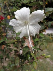 The white hibiscus is blooming. Beautiful planted in the yard.
Malaysia's national flower