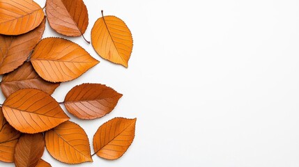 Obraz premium A photostock of autumn leaves in a pile on a white background, vibrant and seasonal.