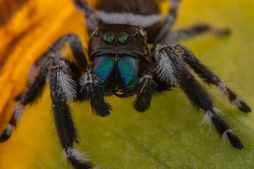 Macro image of Phidippus regius jumping spider action on green leaf. Shows eye details.