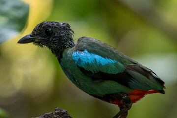 Nature Wildlife image of Borneo Hooded Pitta (Pitta sordida mulleri) on Rainforest jungle