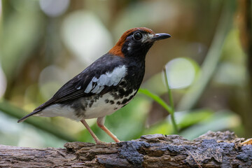 Wildlifd bird of Chestnut-capped Thrush perched in a tree with blur green background
