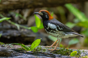Wildlifd bird of Chestnut-capped Thrush perched in a tree with blur green background