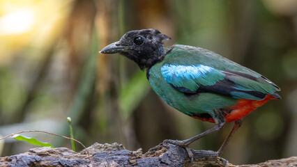 Nature Wildlife image of Borneo Hooded Pitta (Pitta sordida mulleri) on Rainforest jungle