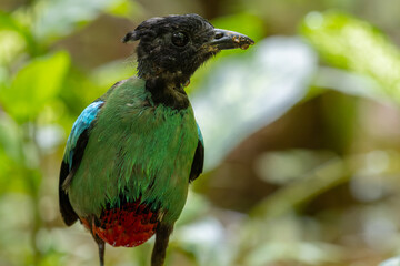 Nature Wildlife image of Borneo Hooded Pitta (Pitta sordida mulleri) on Rainforest jungle