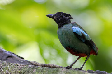 Nature Wildlife image of Borneo Hooded Pitta (Pitta sordida mulleri) on Rainforest jungle