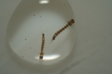 Mosquito larvae, often called 