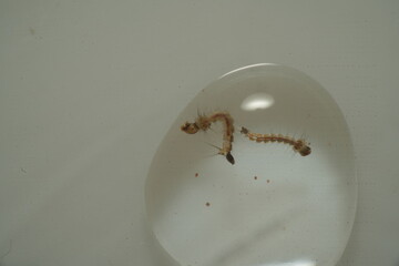 Mosquito larvae, often called 