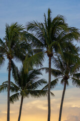 Obraz premium A tall coconut tree stands majestically against a vibrant, clear blue sky, showcasing the beauty of tropical landscapes. Ideal for travel, nature, and summer-themed projects.