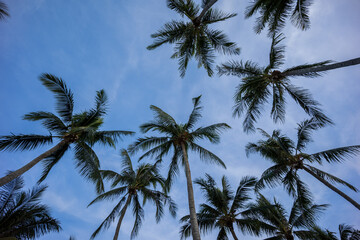 Obraz premium A tall coconut tree stands majestically against a vibrant, clear blue sky, showcasing the beauty of tropical landscapes. Ideal for travel, nature, and summer-themed projects.