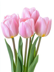 Fototapeta premium A bouquet of pink tulips with green leaves, symbolizing beauty and spring.
