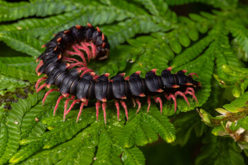 macro image of a giant millipede