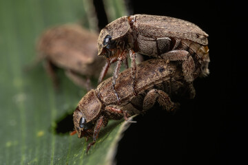 Nature macro image of Scarab beetle on maiting