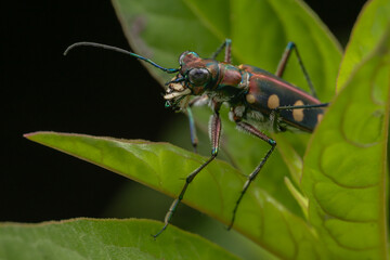 Macro image of beautiful Tiger Beetle insect