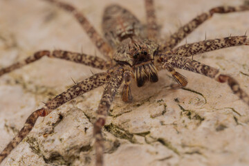 Nature wildlife image of Hunstman Spider on ground Sabah, Borneo