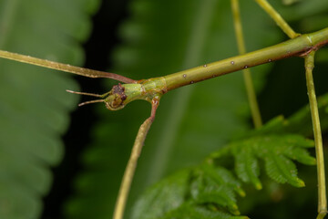 Nature scene macro image of Stick Insect of Sabah, Borneo