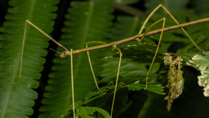Nature scene macro image of Stick Insect of Sabah, Borneo