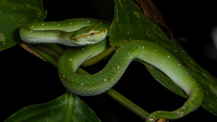 A very venomous and endemic snake Sabah Pit Viper Bornean Keeled Pit Vipe with nature green...