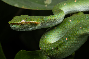 A very venomous and endemic snake Sabah Pit Viper Bornean Keeled Pit Vipe with nature green background