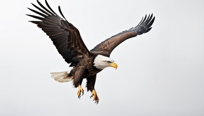 A bald eagle (haliaeetus leucocephalus) is flying on clean grey background. Suitable for marketing or business purposes