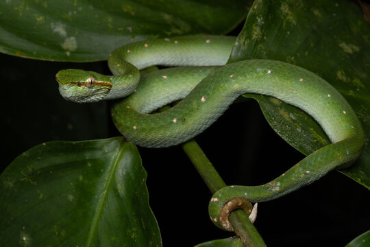 A very venomous and endemic snake Sabah Pit Viper Bornean Keeled Pit Vipe with nature green background