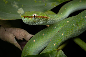 A very venomous and endemic snake Sabah Pit Viper Bornean Keeled Pit Vipe with nature green background