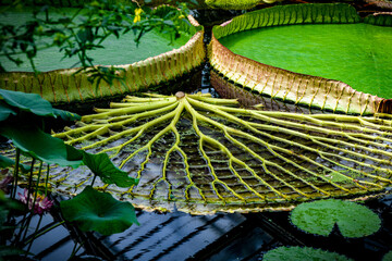 Closeup on lotus leaves in the pond