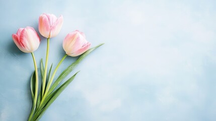 Fototapeta premium Two pink tulips in bloom against a tranquil blue background, study in floral elegance and springtime beauty