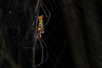 Nature wildlife image of golden orb-web spider on spider web