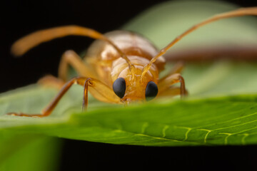 Macro image of beautiful leaf beetle of Sabah, Borneo